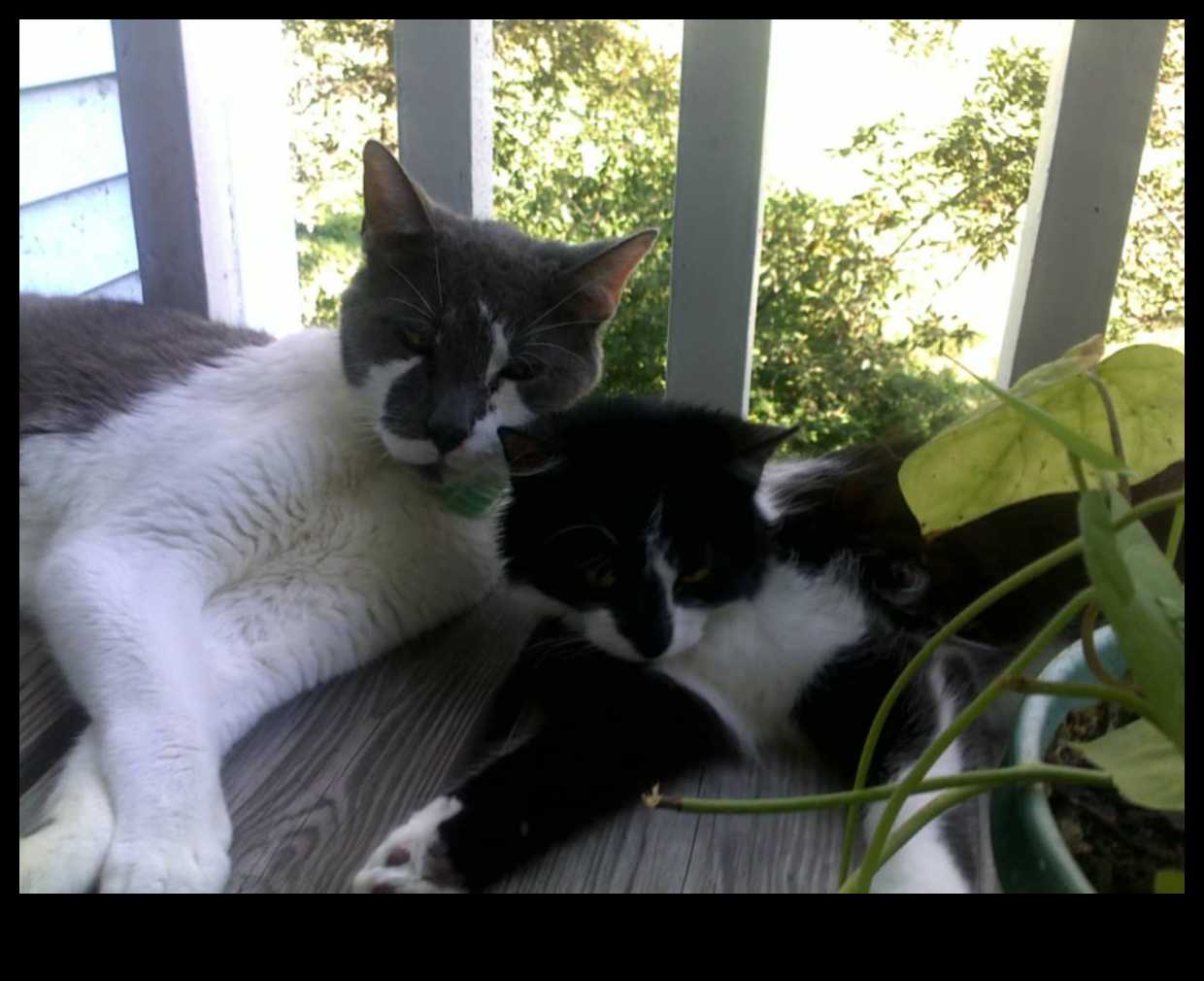 The Litter Box Lowdown: Tips for Maintaining a Clean Cat Bathroom