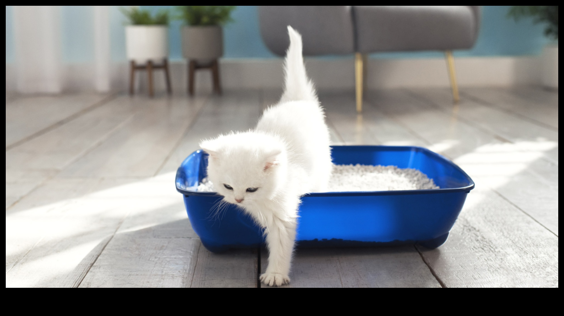 The Litter Box Lowdown: Tips for Maintaining a Clean Cat Bathroom