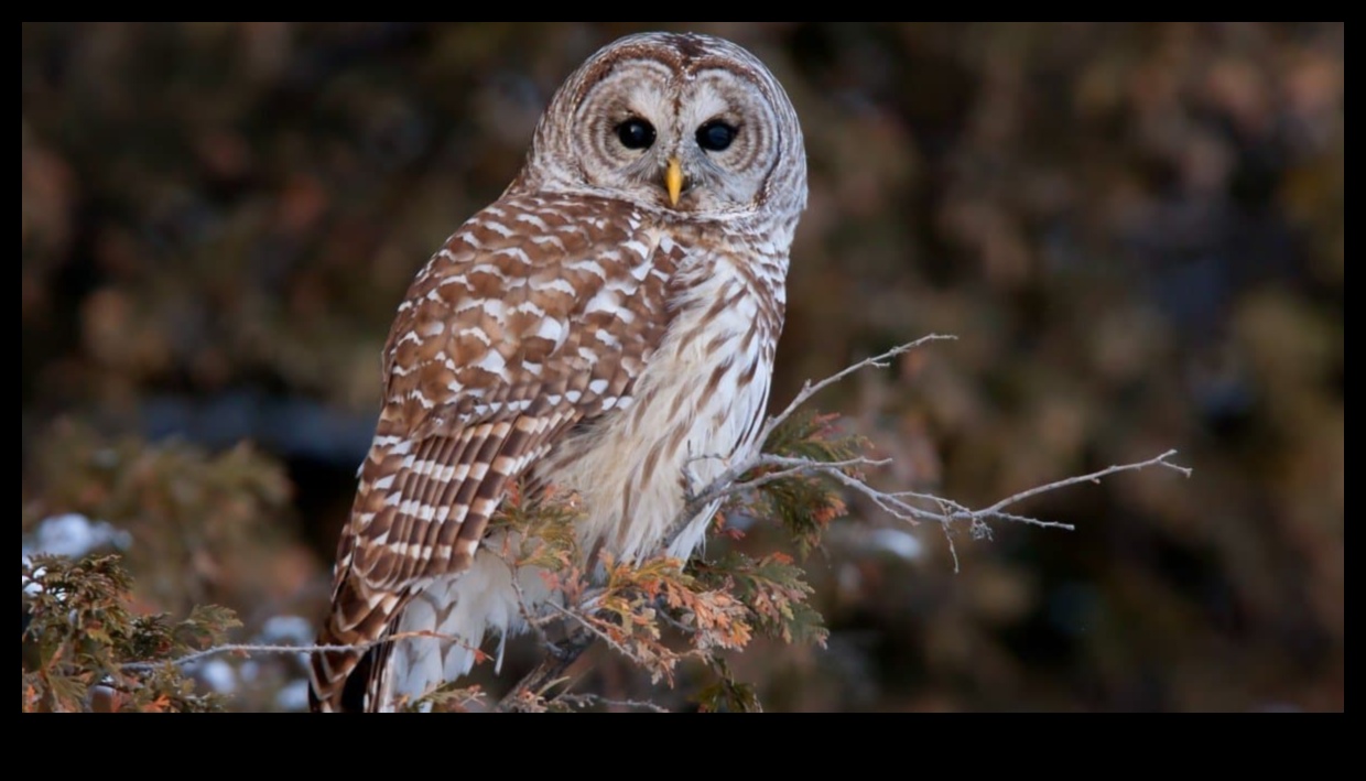 The Night Owl's Guide to Nocturnal Birds