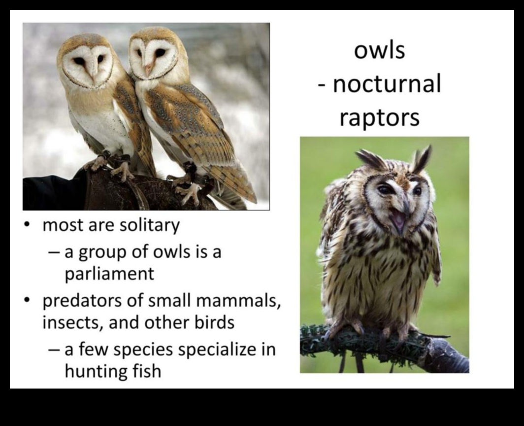 The Night Owl's Guide to Owls: Understanding Nocturnal Raptors