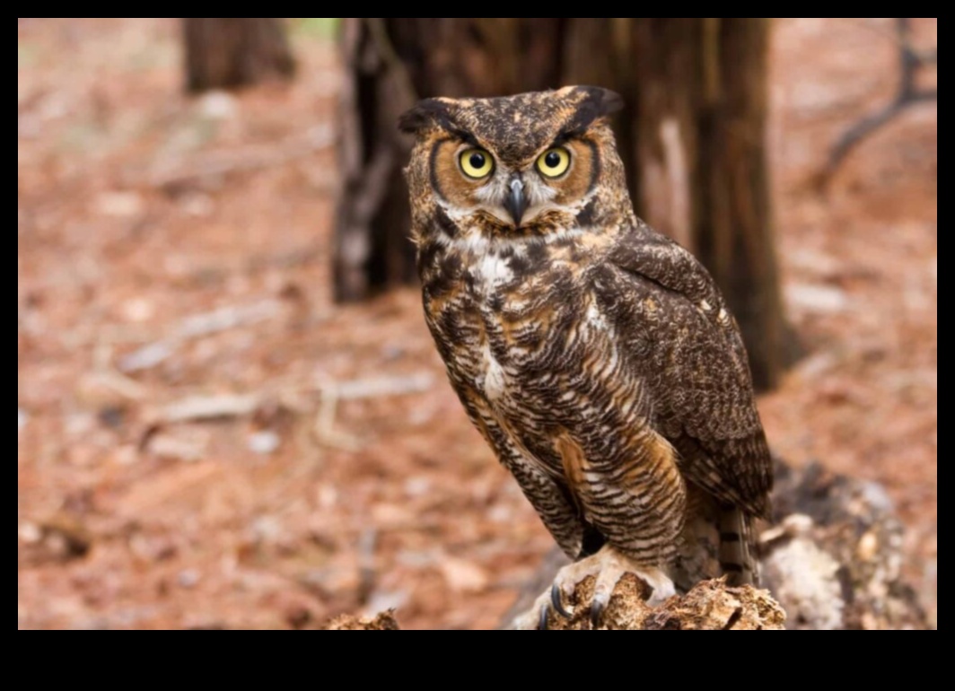 The Night Owl's Guide to Owls: Understanding Nocturnal Raptors