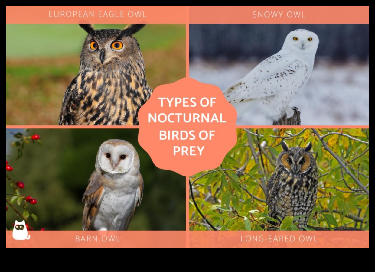 The Night Owl's Guide to Owls: Understanding Nocturnal Raptors
