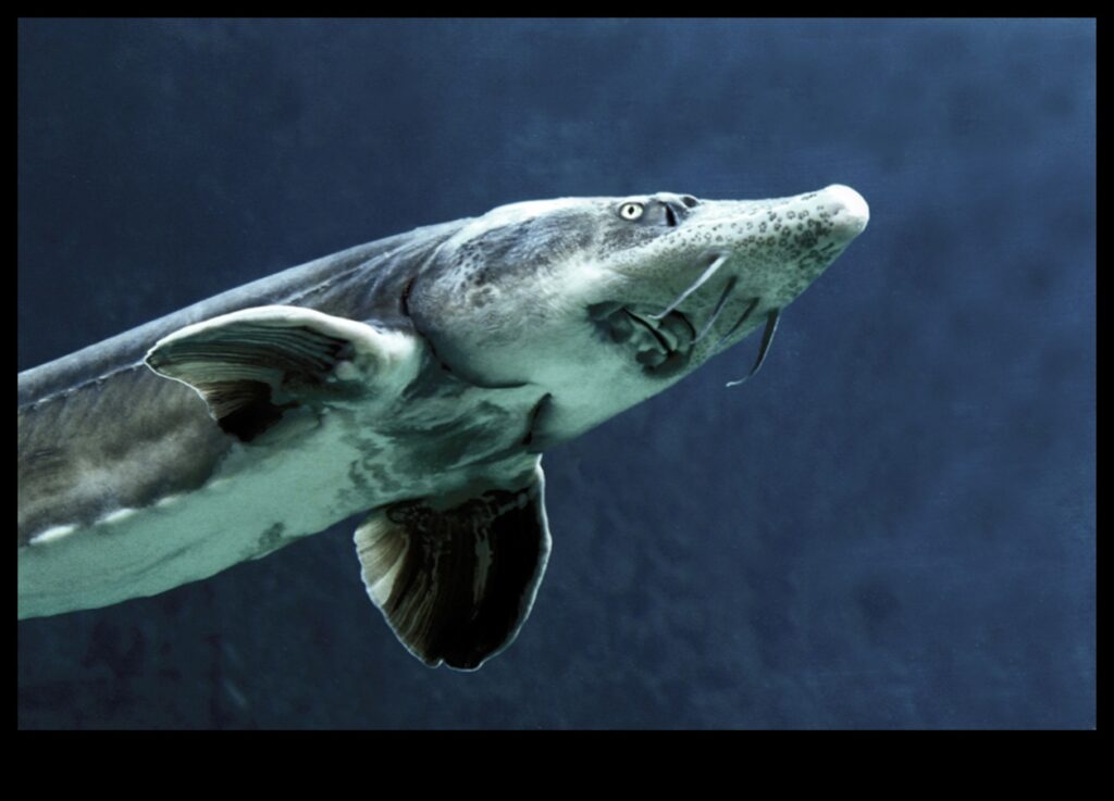 The Night Shift Nocturnal Habits of Fish in the Dark Waters 1