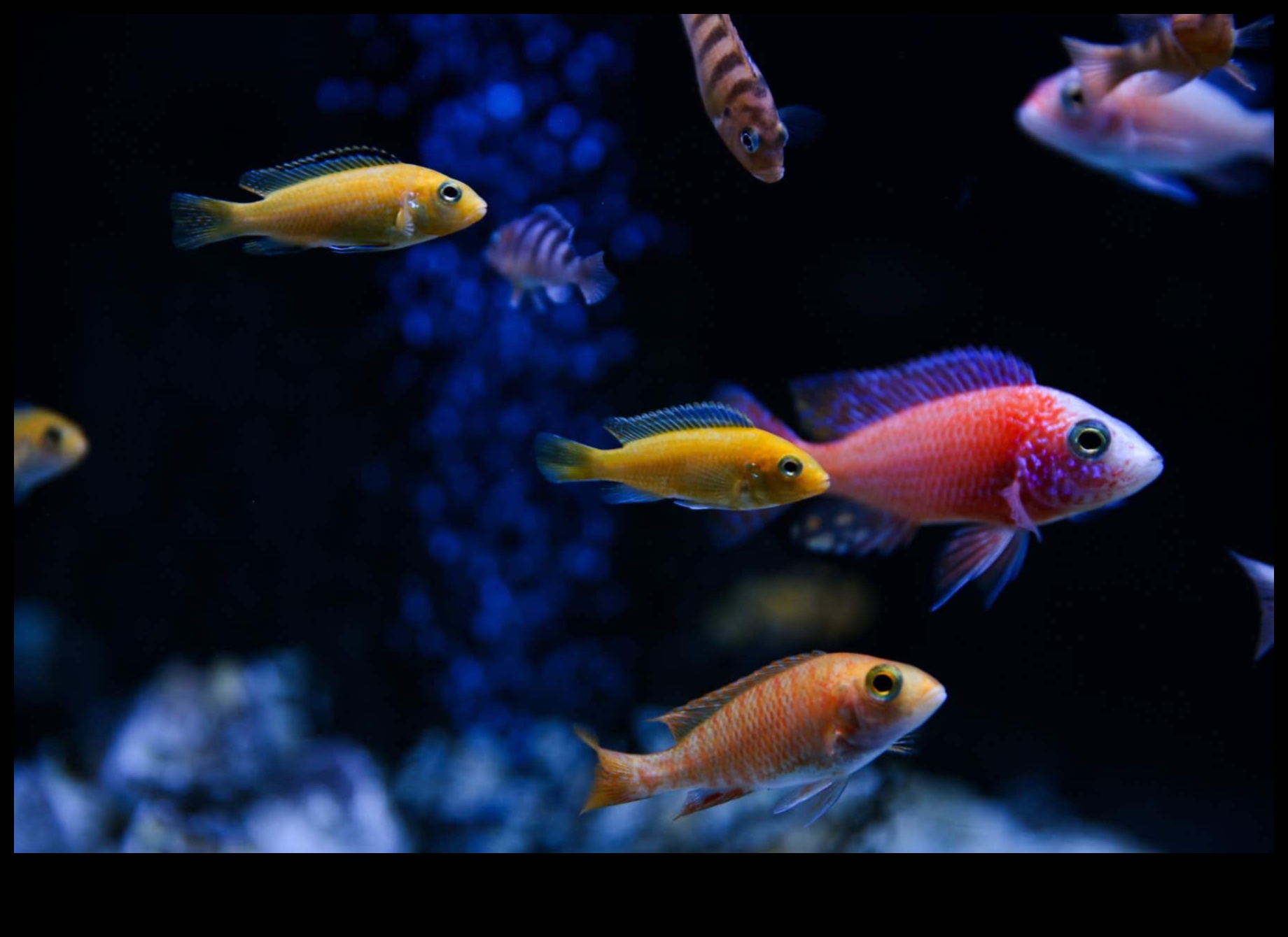 The Night Shift: Nocturnal Habits of Fish in the Dark Waters