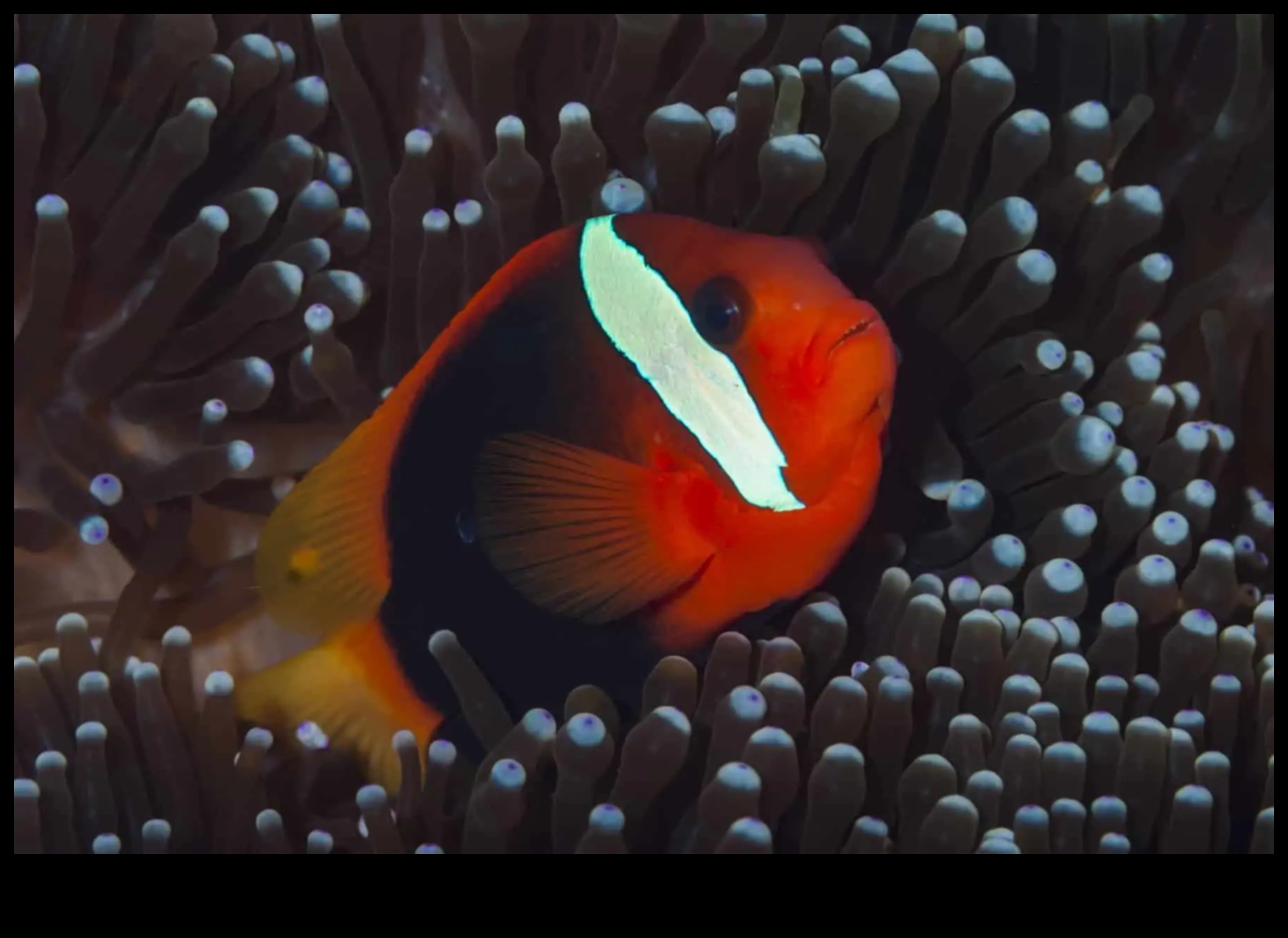 The Night Shift: Nocturnal Habits of Fish in the Dark Waters