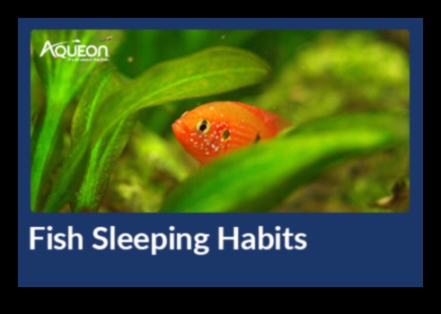 The Night Shift: Nocturnal Habits of Fish in the Dark Waters