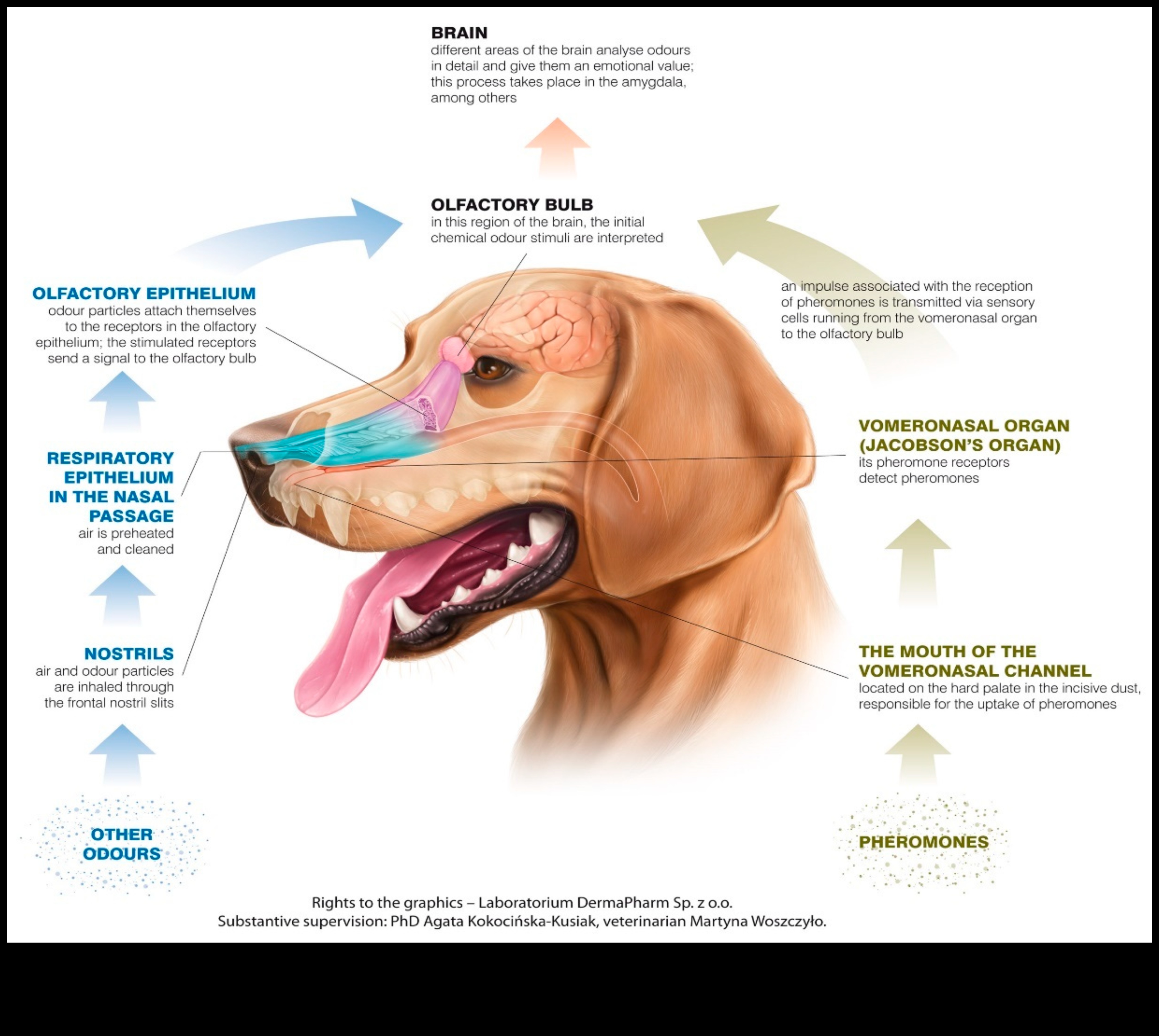 The Nose Knows: Understanding Canine Olfactory Abilities