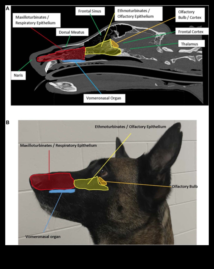 The Nose Knows: Understanding Canine Olfactory Abilities