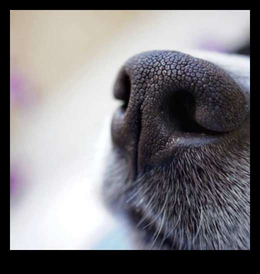 The Nose Knows: Understanding Canine Olfactory Abilities