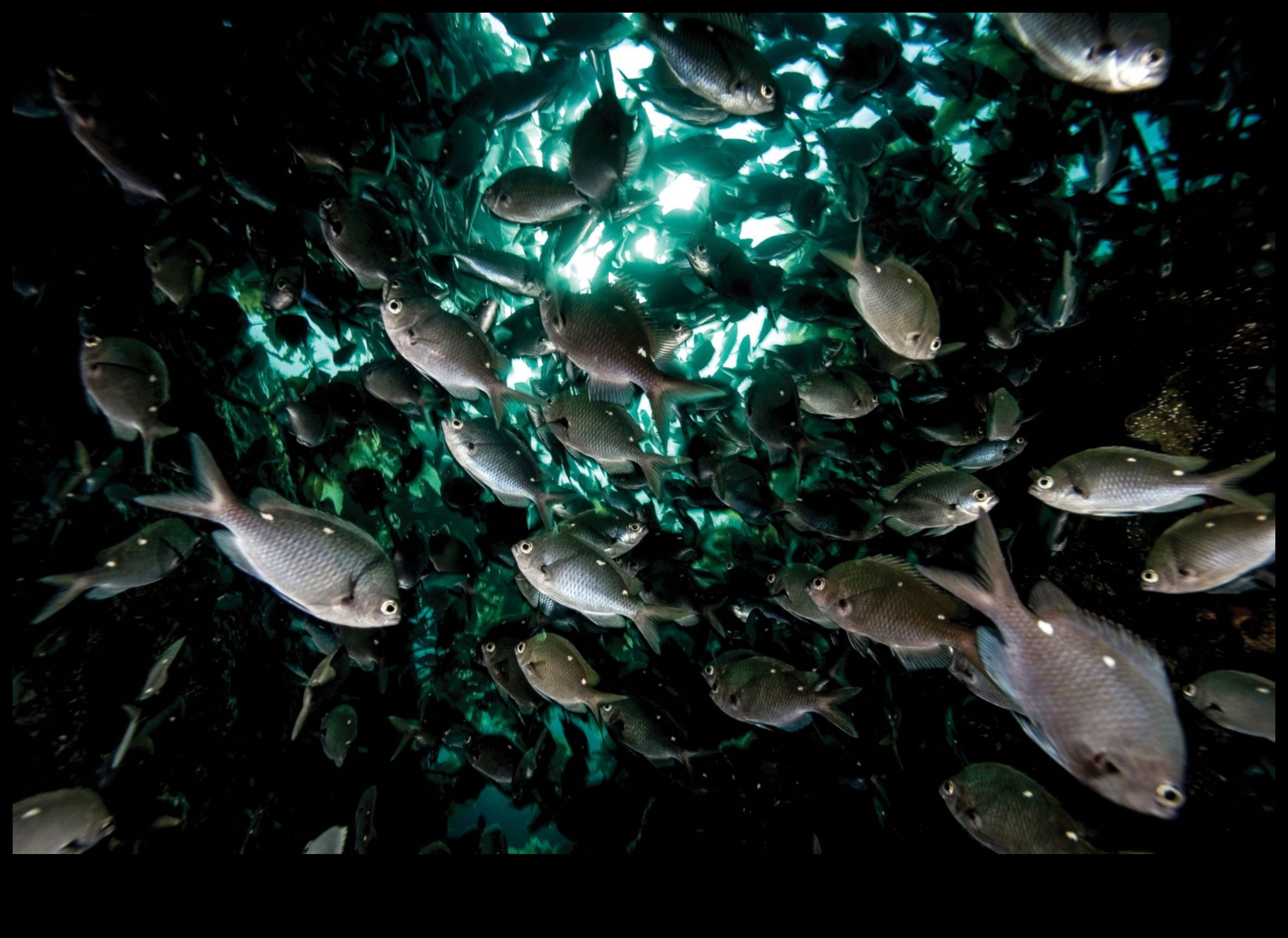 The Ocean's Orchestra: The Sounds of Fish and Underwater Life