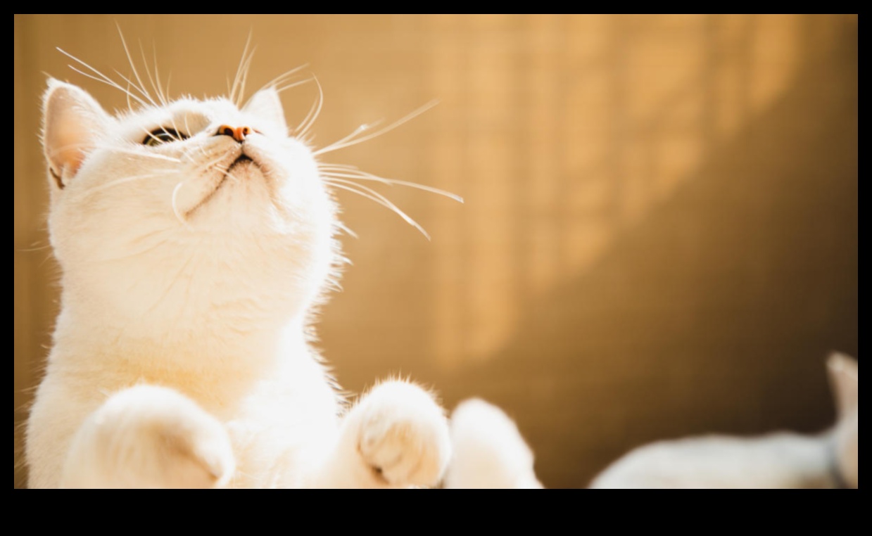 The Purr-suit of Happiness: Ensuring Your Cat's Well-Being