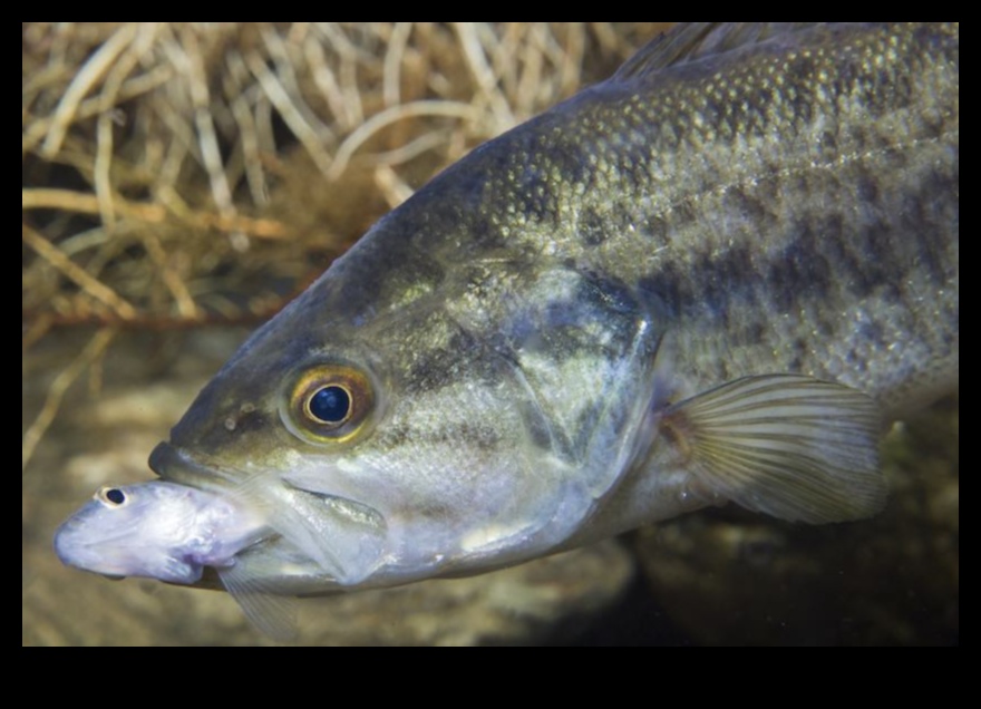 The Scent of Success: Understanding Fish Pheromones