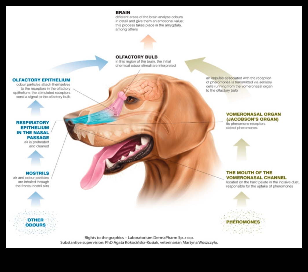 The Science of Sniffing: Understanding a Dog's Sense of Smell