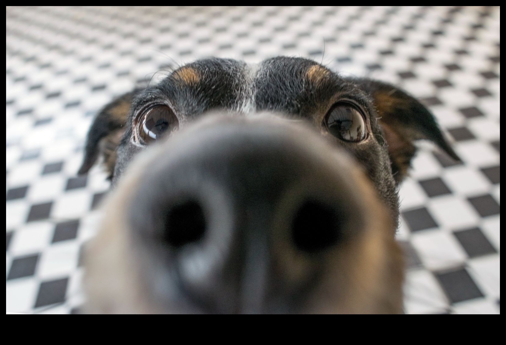 The Science of Sniffing: Understanding a Dog's Sense of Smell