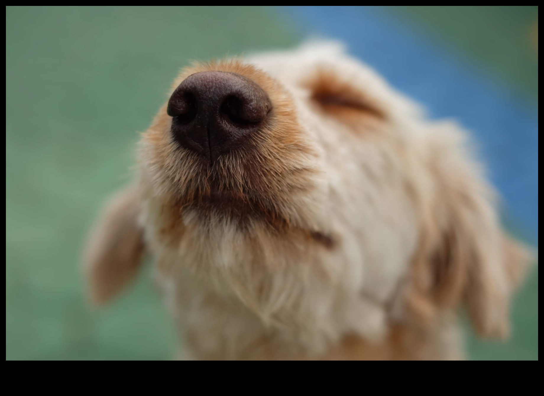 The Science of Sniffing: Understanding a Dog's Sense of Smell