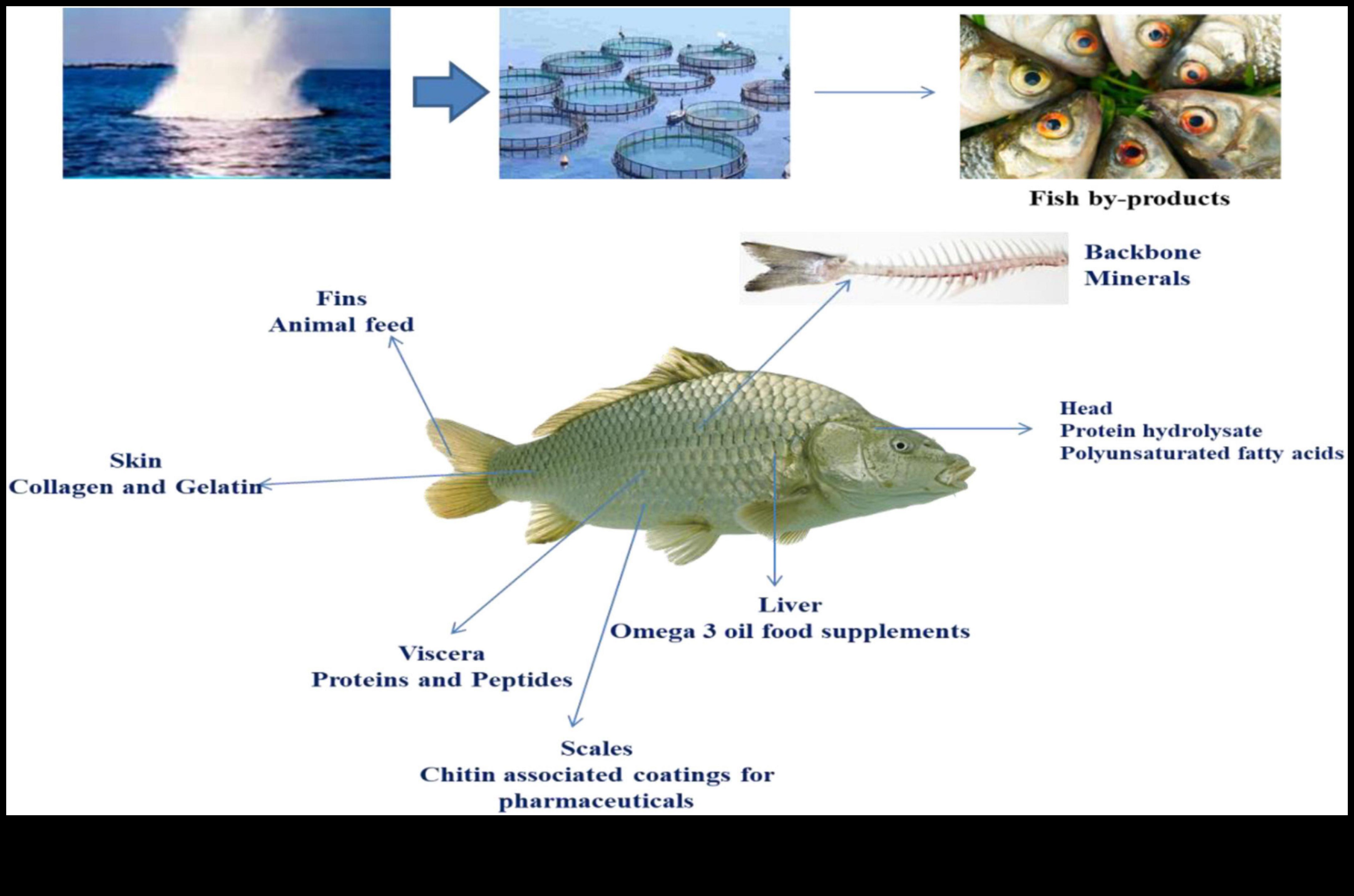 The Seafood Spectrum: Different Culinary Uses for Various Fish