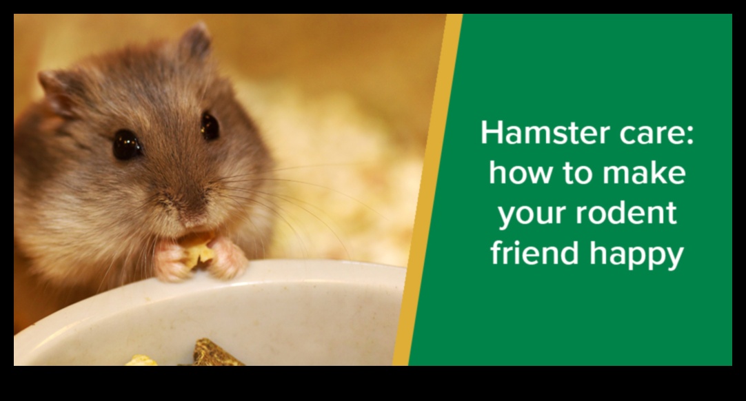 The Zen of Hamster Care: Cultivating a Calm and Happy Environment