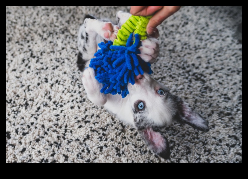 Toy Time Triumphs: Engaging Play Ideas for Dogs and Cats