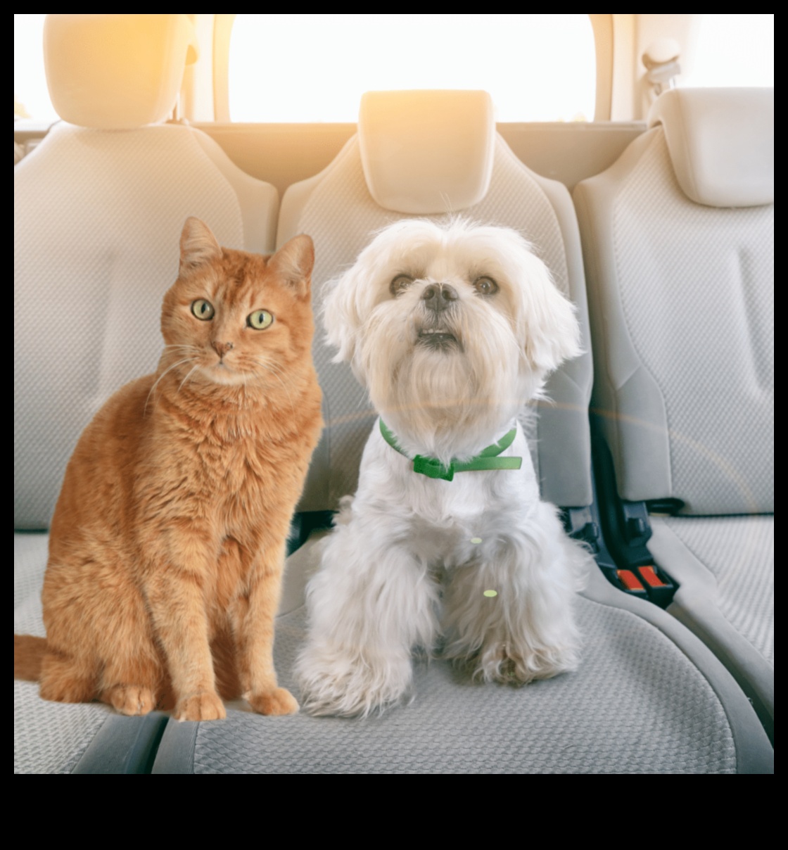 Traveling with Pets: Tips for Stress-Free Journeys