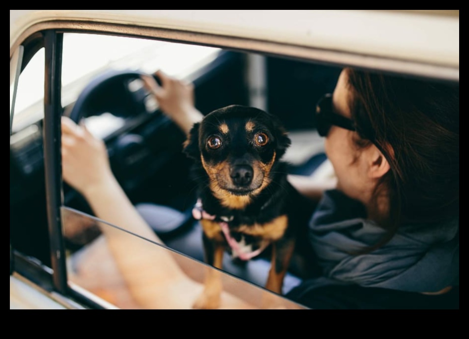 Traveling with Pets: Tips for Stress-Free Journeys