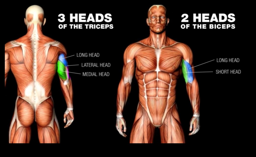 Triceps Triumph: Unlocking Your Arm's Full Potential