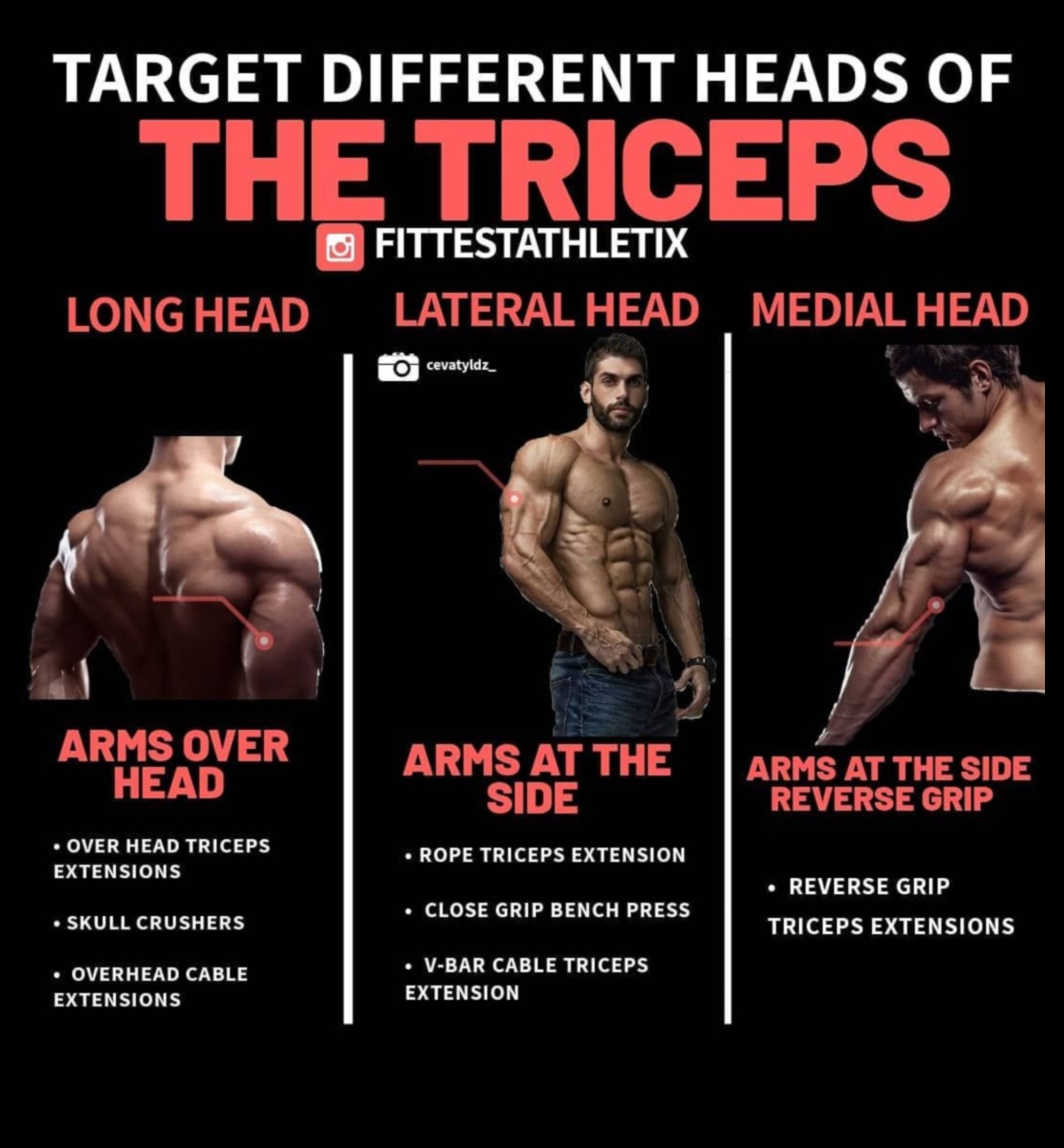 Triceps Triumph: Unlocking Your Arm's Full Potential