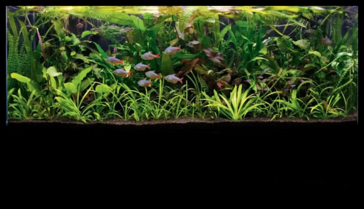 Tropical Tank Trek: Creating a Jungle Adventure in the Aquarium