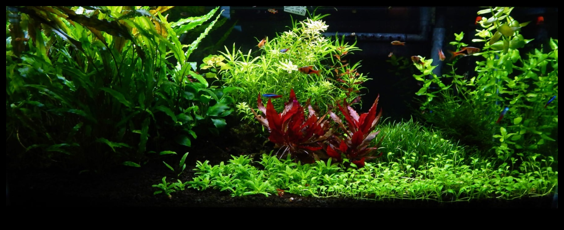 Tropical Tank Trek: Creating a Jungle Adventure in the Aquarium