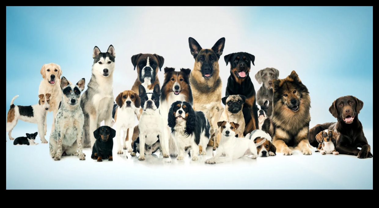 Unleashing Joy: A Comprehensive Guide to Dog Care