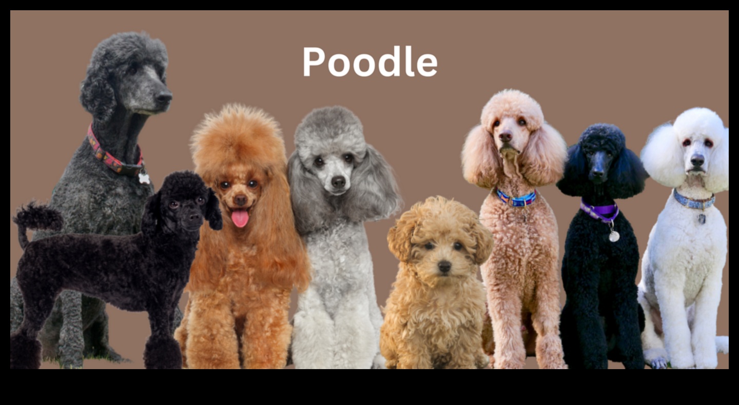 Unleashing Joy: A Comprehensive Guide to Dog Care