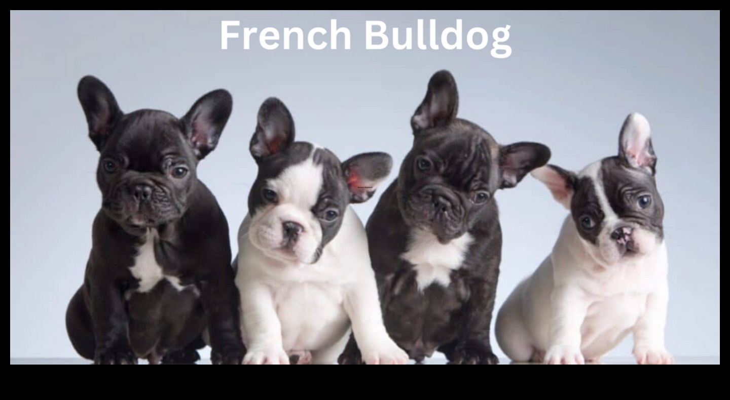 Unleashing Joy: A Comprehensive Guide to Dog Care