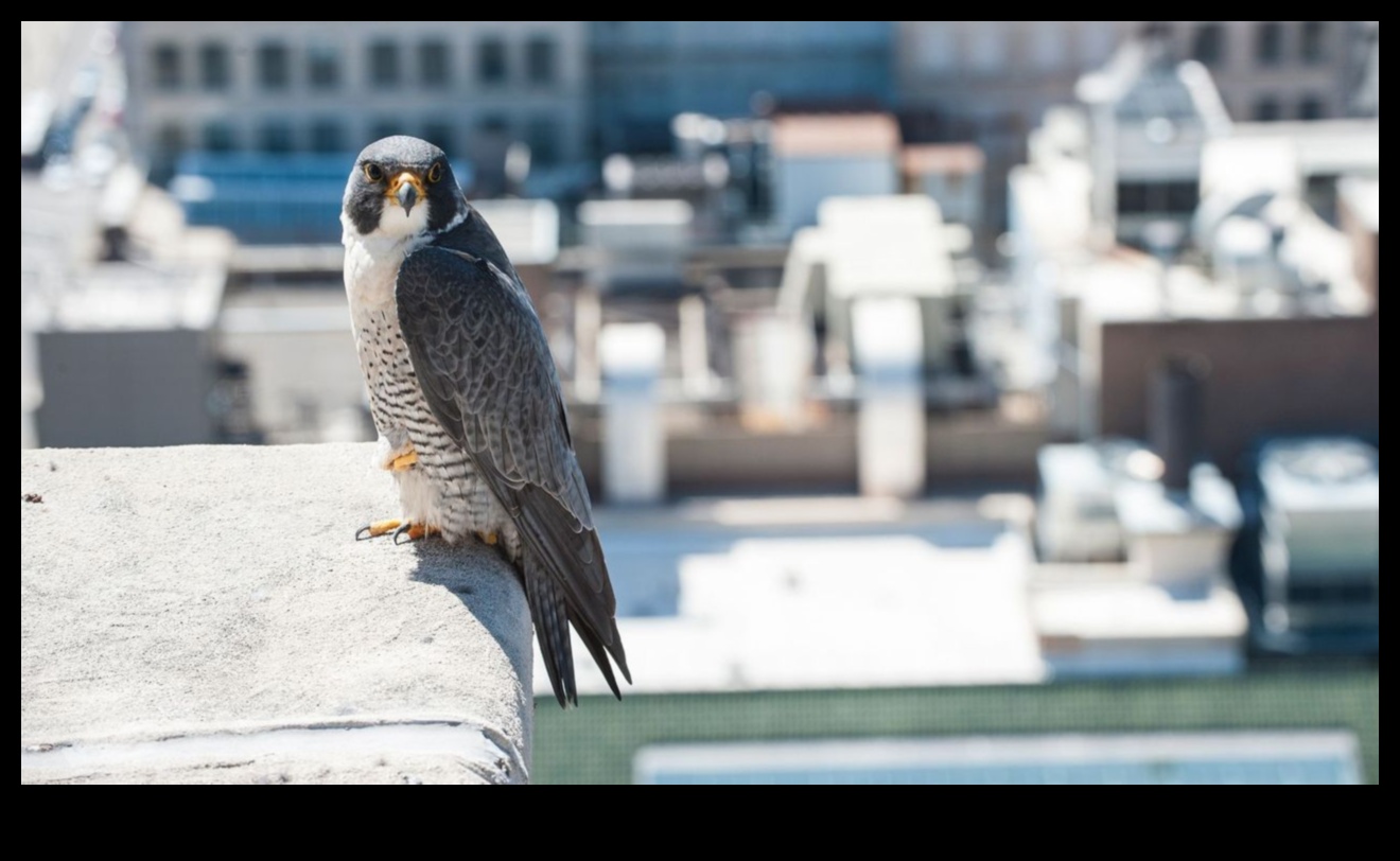 Urban Birding Adventures: Discovering Wildlife in the City