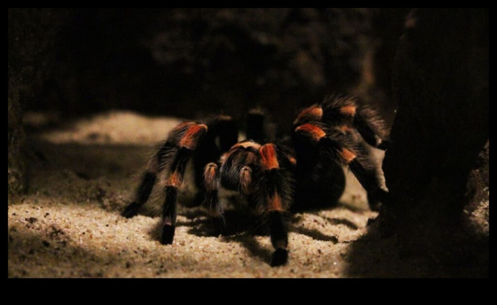 Webbed Wonders Caring for Pet Tarantulas and Spiders 1