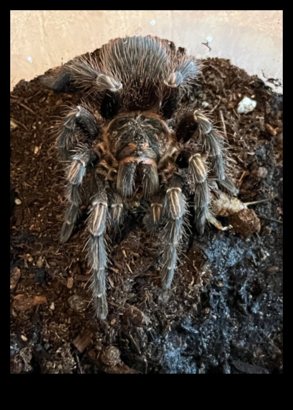 Webbed Wonders: Caring for Pet Tarantulas and Spiders
