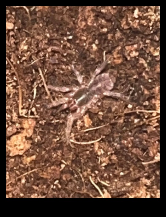 Webbed Wonders: Caring for Pet Tarantulas and Spiders