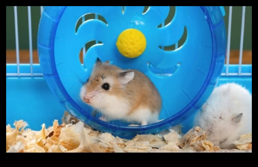 Wheel of Fun Choosing the Best Exercise Wheel for Your Hamster 1