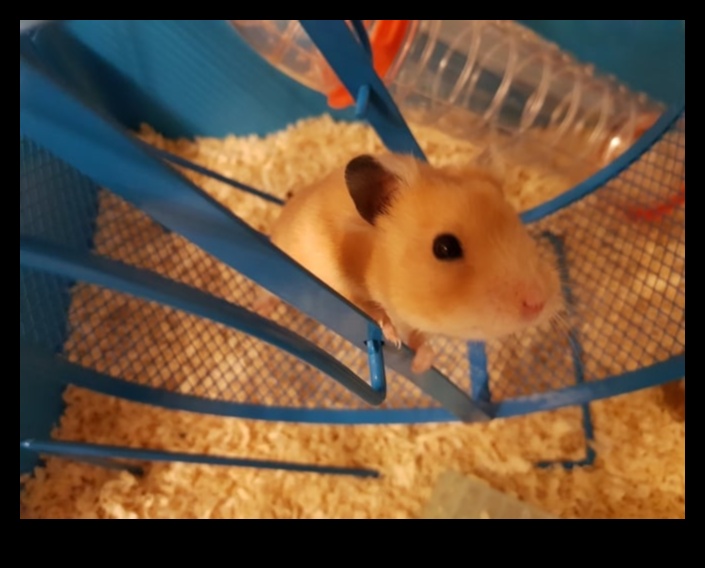Wheel of Fun: Choosing the Best Exercise Wheel for Your Hamster