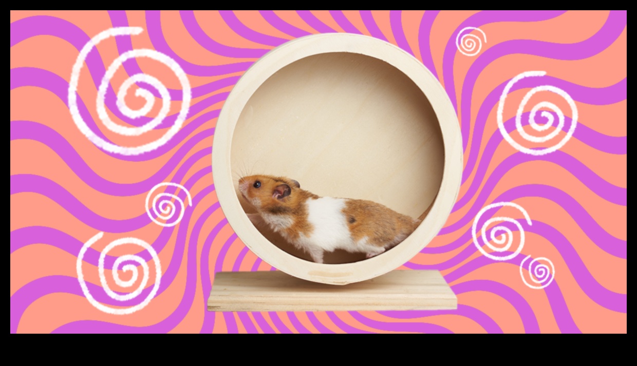 Wheel of Fun: Choosing the Best Exercise Wheel for Your Hamster