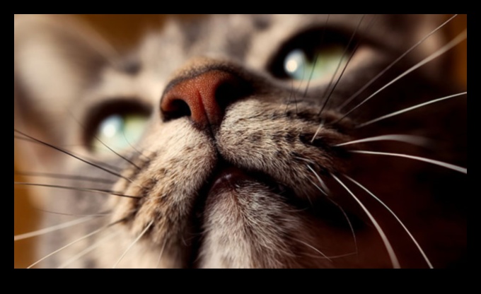 Whisker Watch: Observing and Understanding Cat Whisker Signals