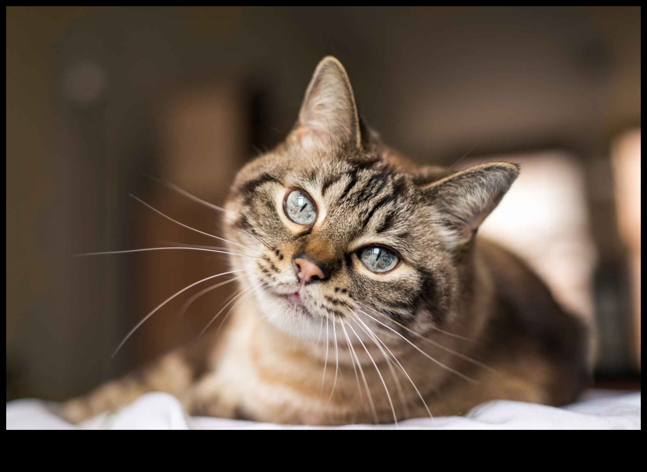 Whisker Watch: Observing and Understanding Cat Whisker Signals