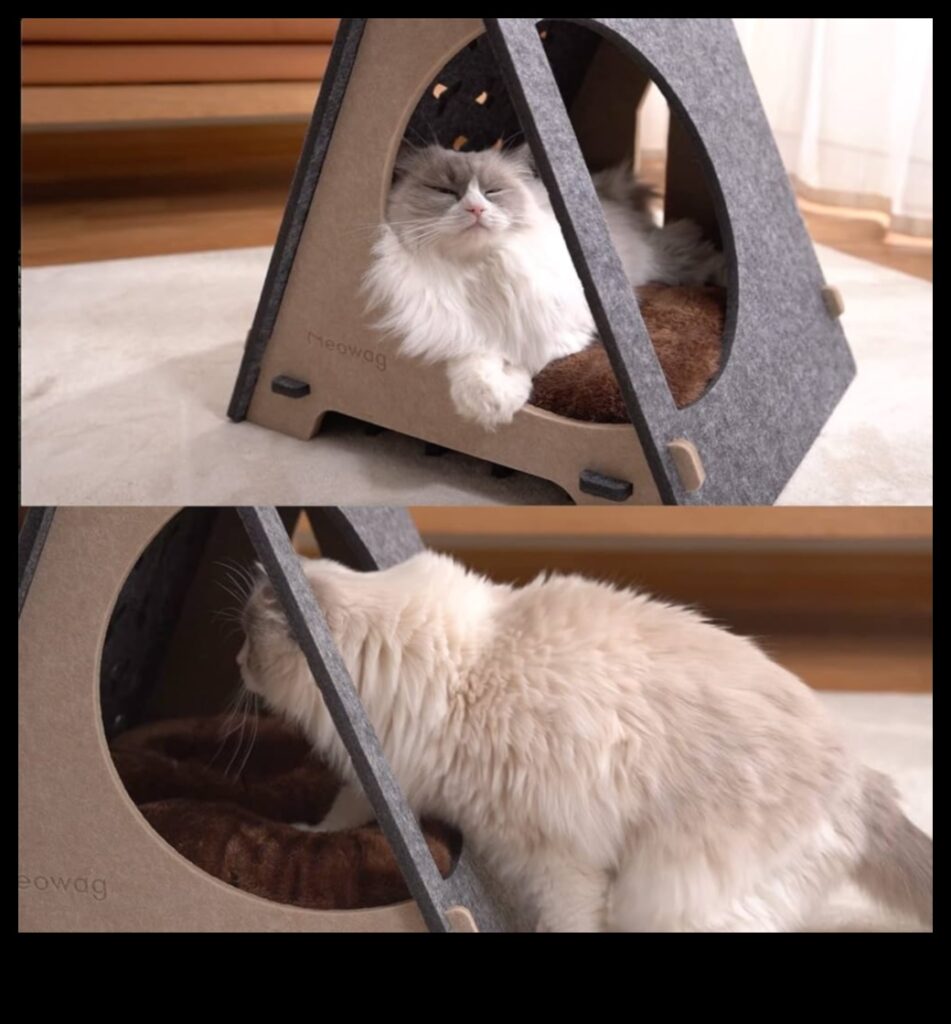 Whisker Wonderland Continued 10 More Ways to Dress Up Your Cat 1