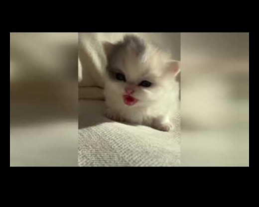 Whisker Wonderland: Fun and Frolic for Your Feline Friend