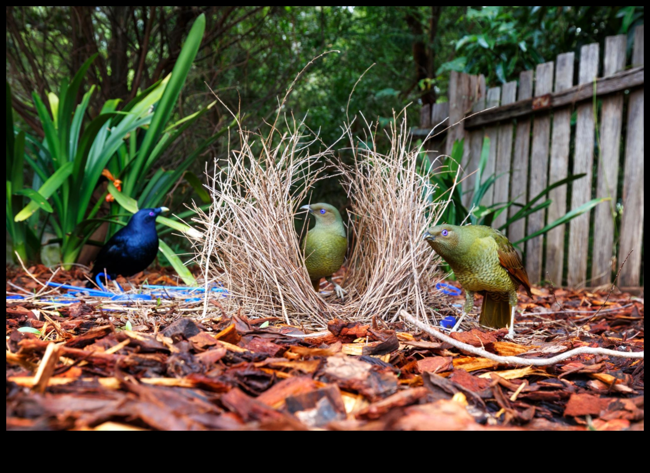 Winged Architects: Examining the Construction of Elaborate Bird Nests
