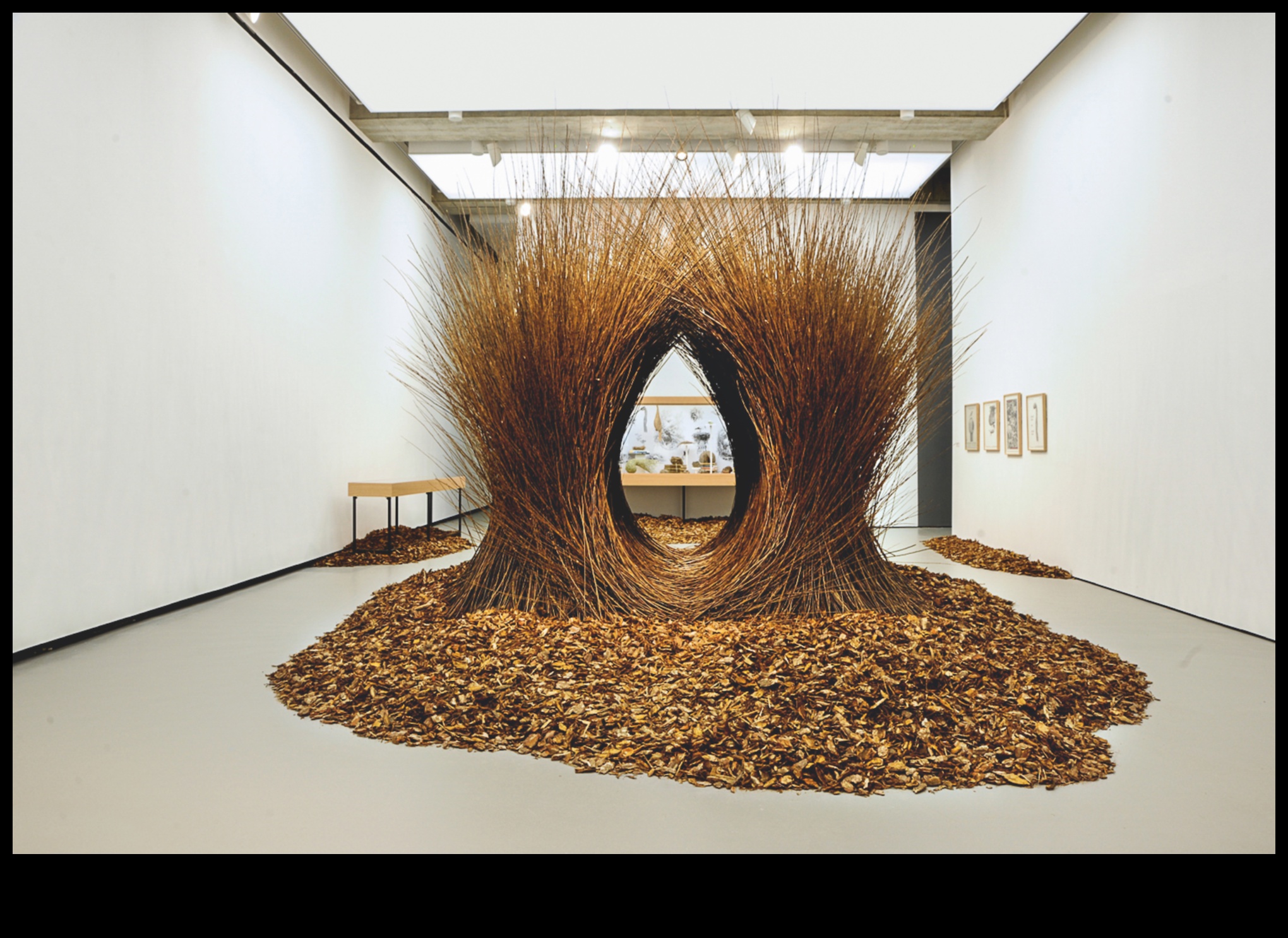 Winged Architects: Examining the Construction of Elaborate Bird Nests
