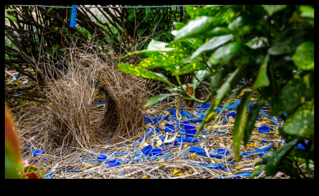 Winged Architects: Examining the Construction of Elaborate Bird Nests