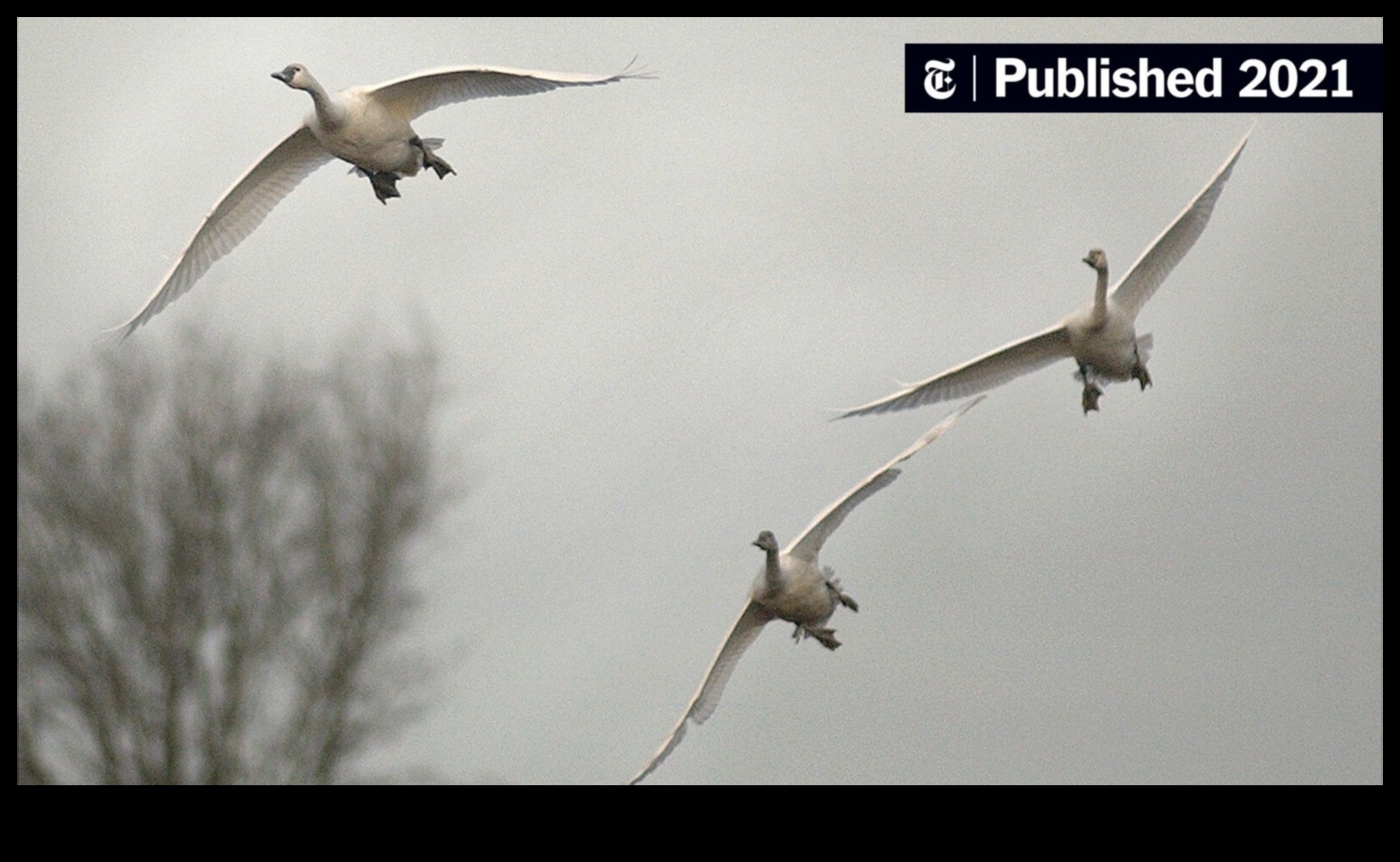 Winged Wanderers: Understanding Bird Migration Patterns
