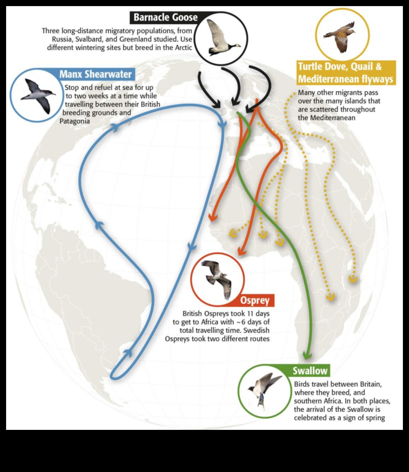 Winged Wanderers: Understanding Bird Migration Patterns