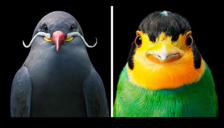 Winged Wonders Continued Rare and Endangered Bird Species 1