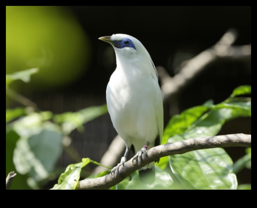 Winged Wonders Continued: Rare and Endangered Bird Species