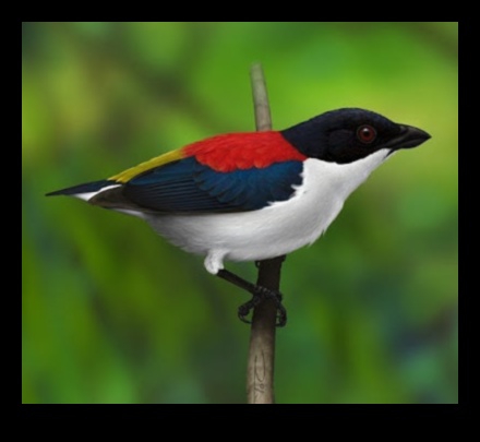 Winged Wonders Continued: Rare and Endangered Bird Species